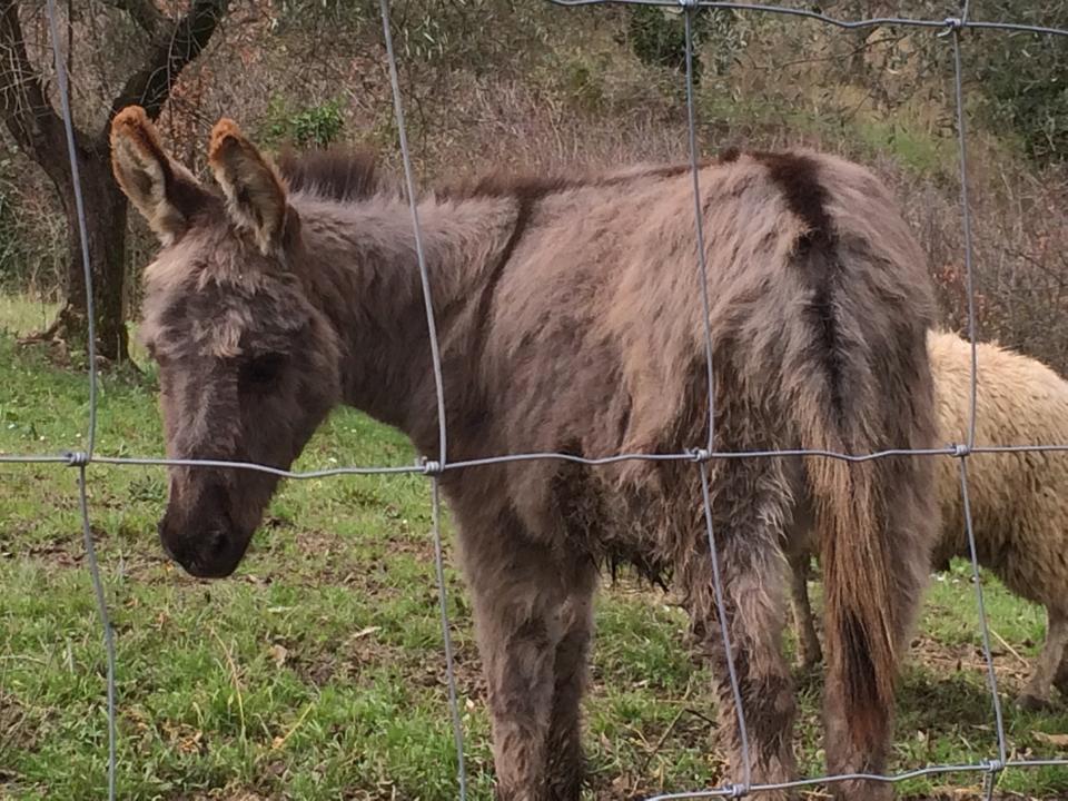 Podere Cortesi Agriturismo Molinaccio Santa Luce Zewnętrze zdjęcie